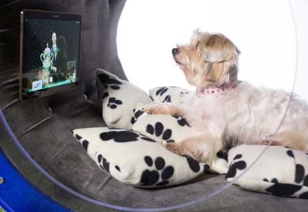 Samsung Dream Doghouse 9