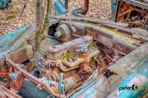 Trunk Driving: Tree-Colonized Abandoned Vehicles