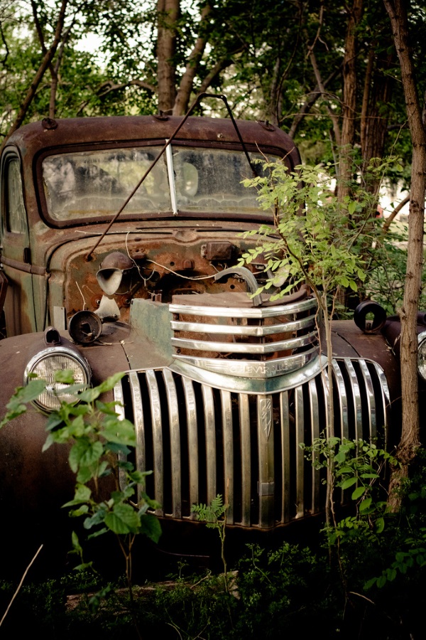 Trunk Driving: Tree-Colonized Abandoned Vehicles