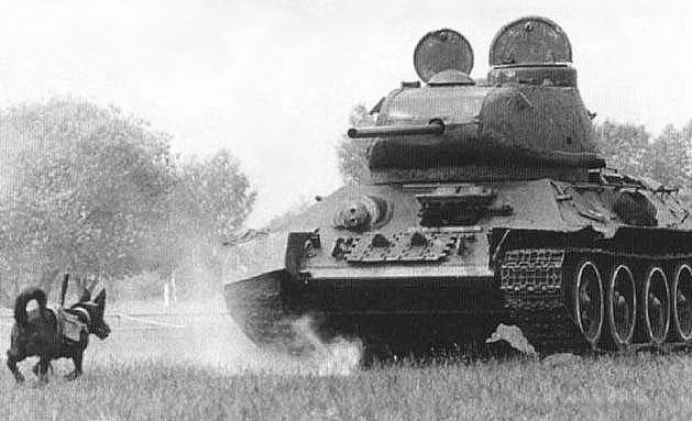 animal weapons dogs tanks