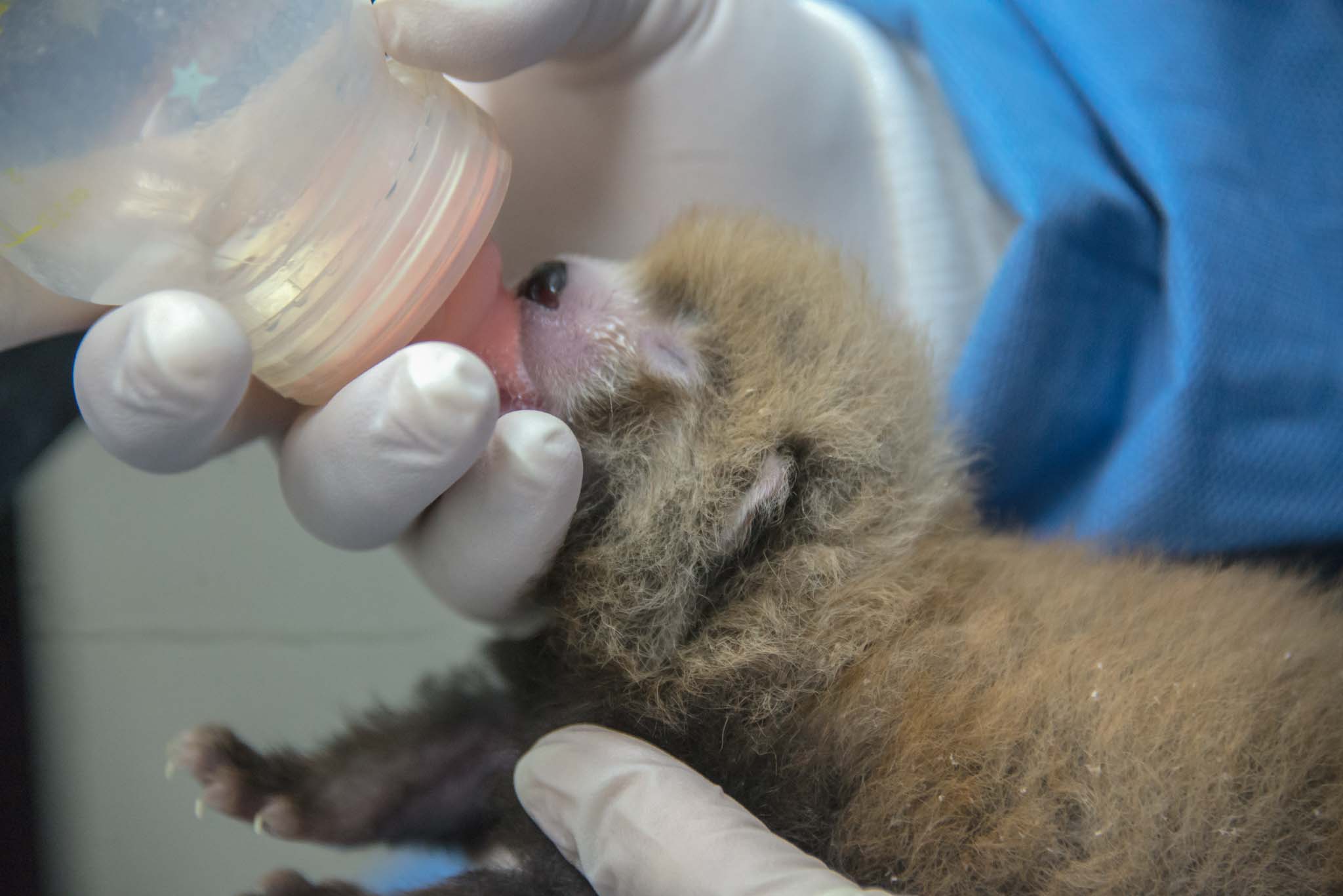 Four litters of red panda cubs born at Scbi