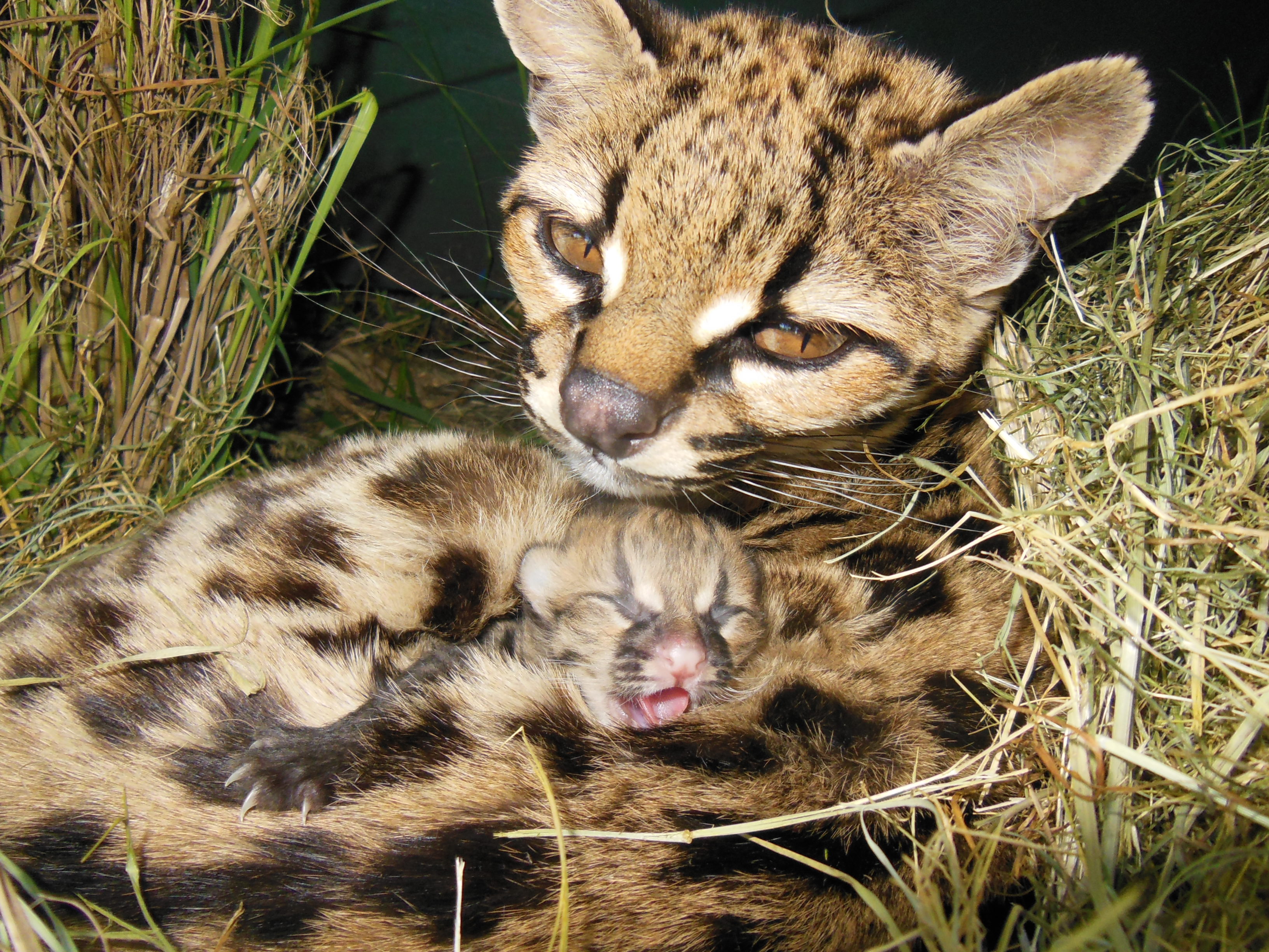 Rare Margay Kitten Born in Uruguay