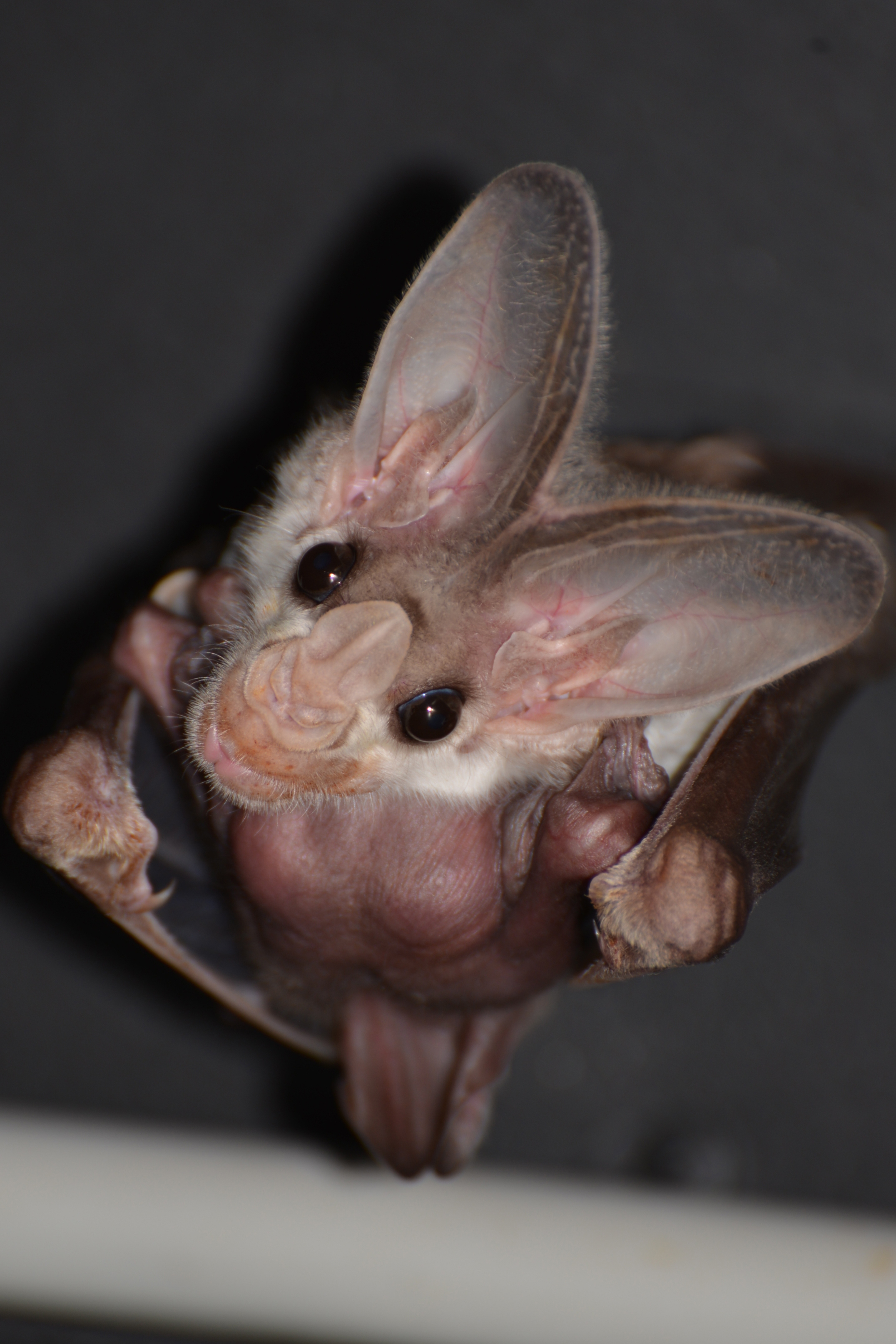 Ghost Bat Birth