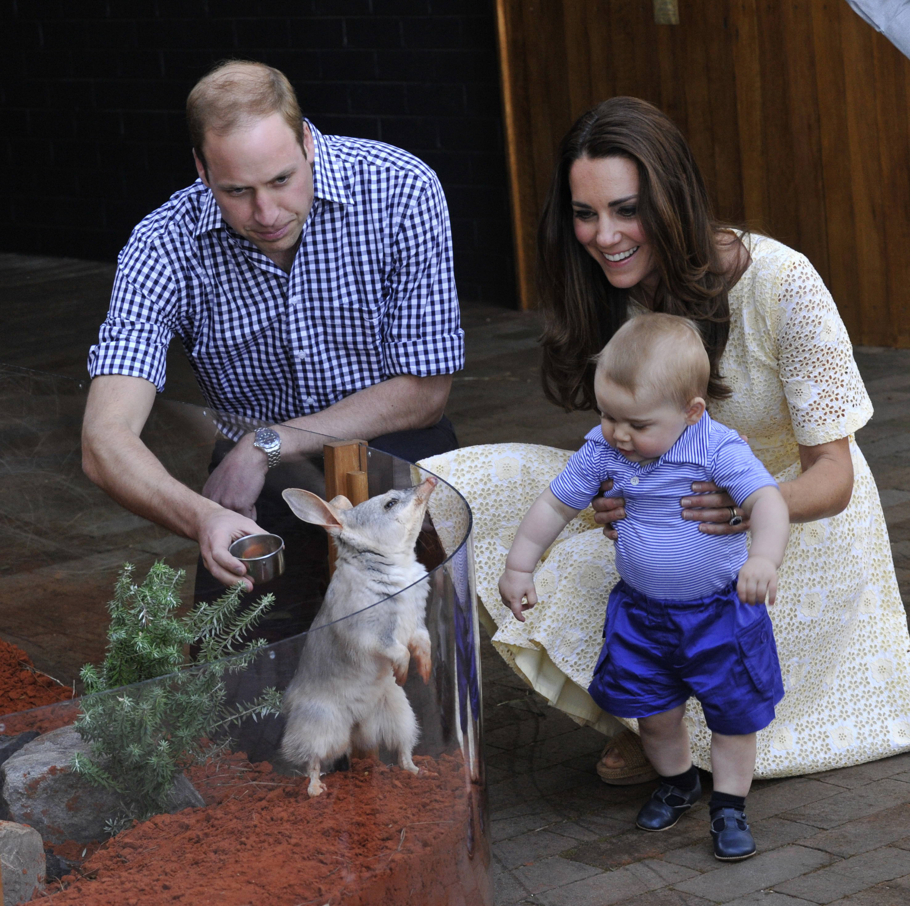 Zoo Royally Delighted by Bilbies Birth