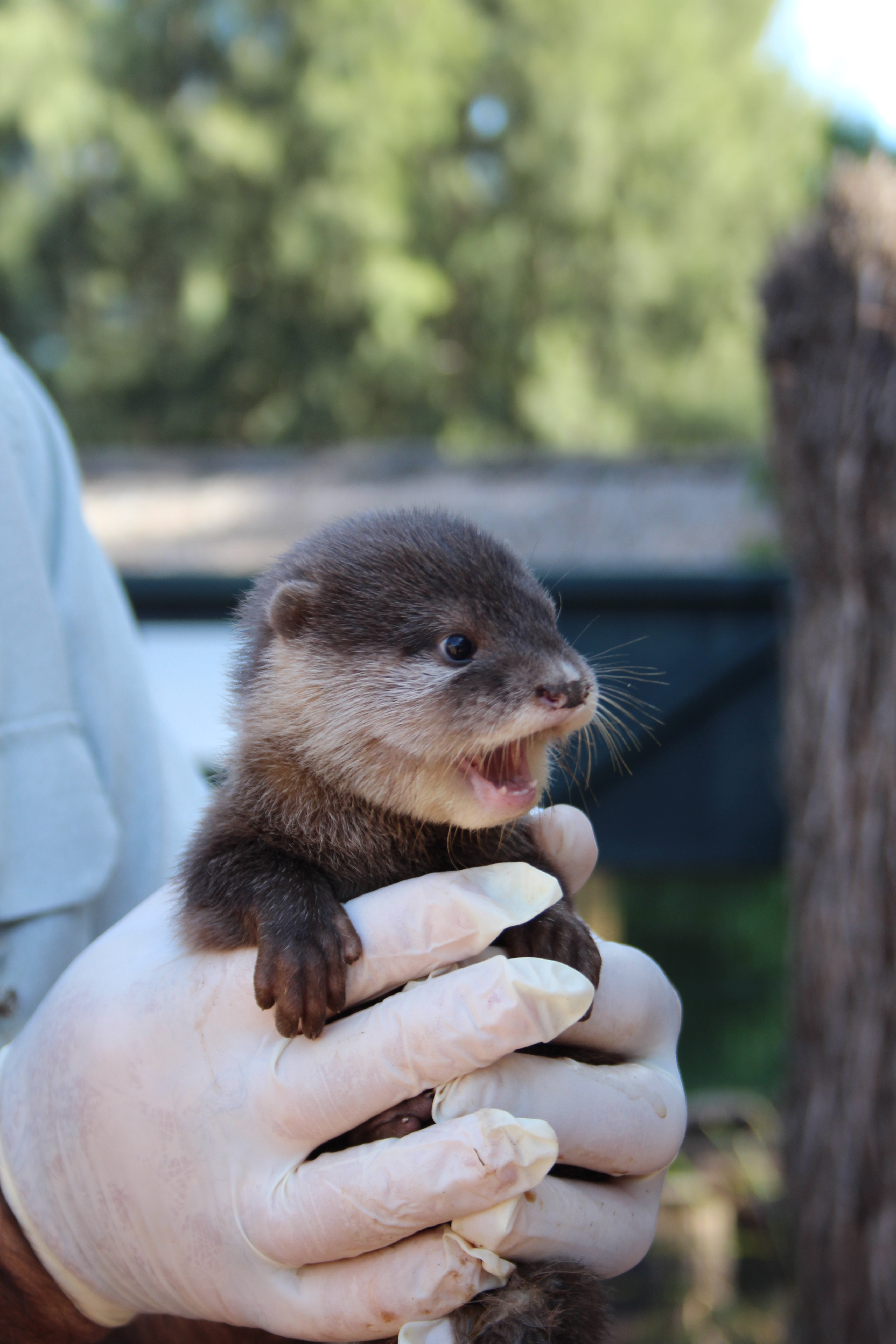 Zoo Welcomes Three Otter Pups