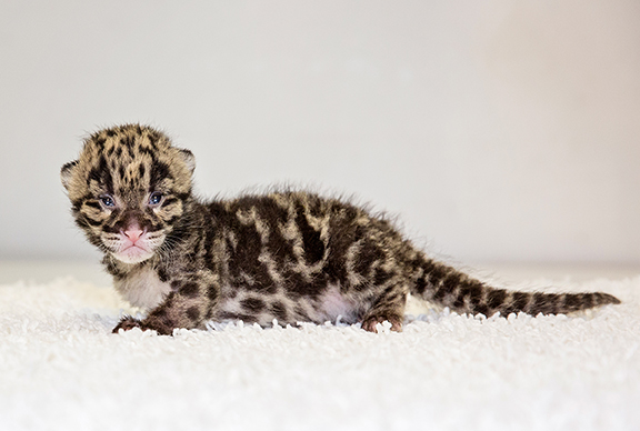 Nashville Zoo Welcomes Two Clouded Leopard Births