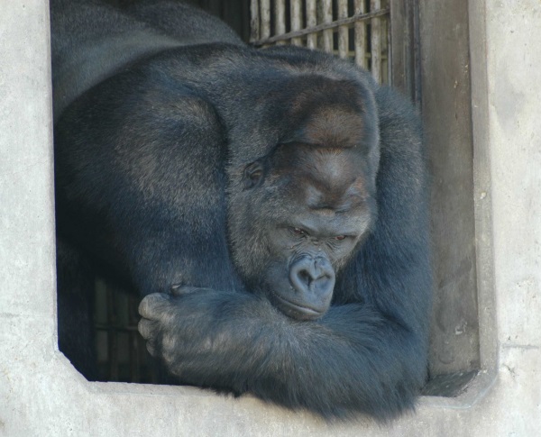 handsome-gorilla-1
