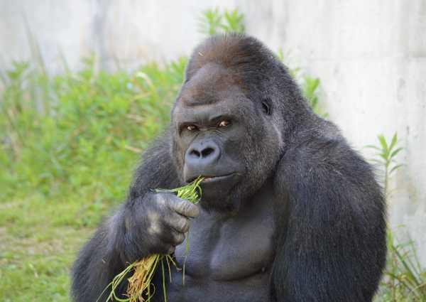 handsome-gorilla-5