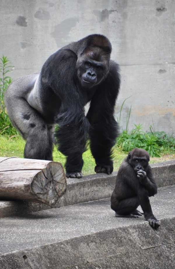 handsome-gorilla-6