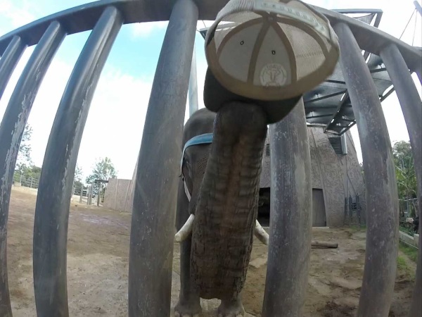 elephant-gopro-2
