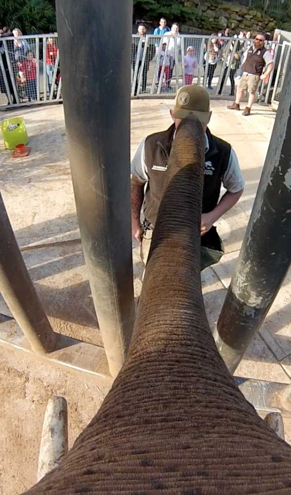 elephant-gopro-3