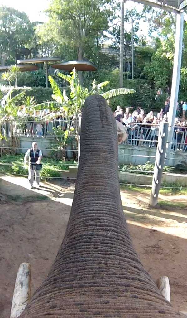 elephant-gopro-4