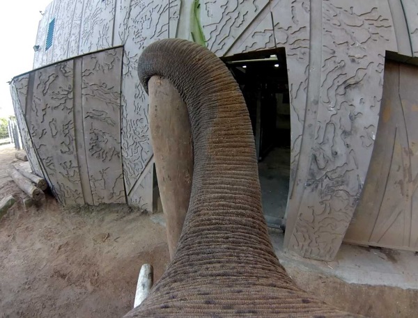 elephant-gopro-6