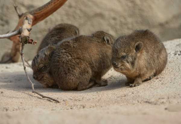 rock-hyrax-1