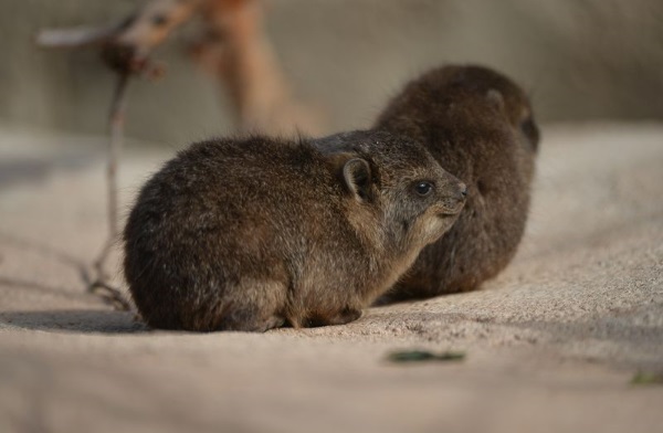 rock-hyrax-10