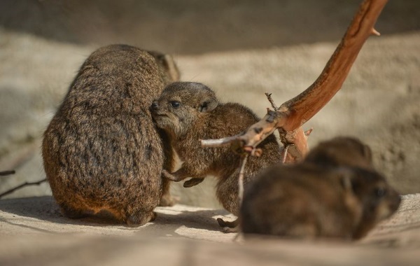 rock-hyrax-11