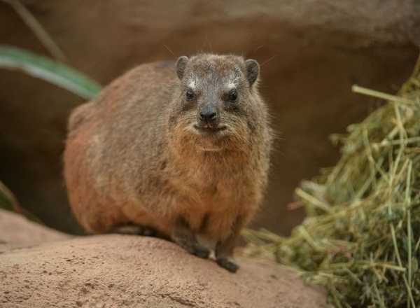 rock-hyrax-12