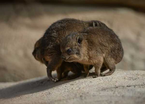 rock-hyrax-13