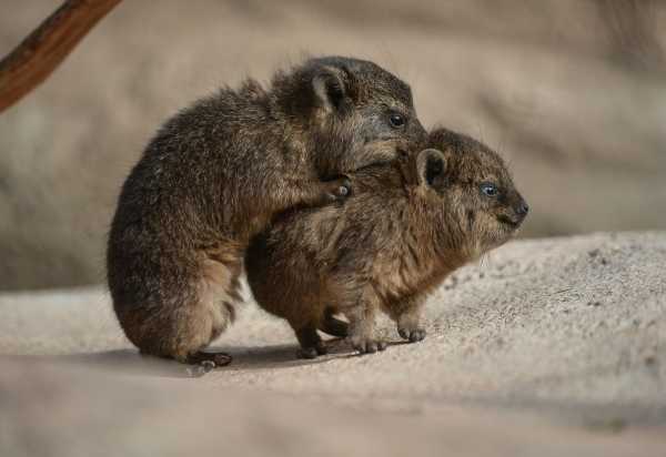 rock-hyrax-2