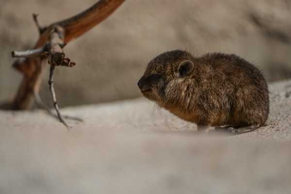 rock-hyrax-3