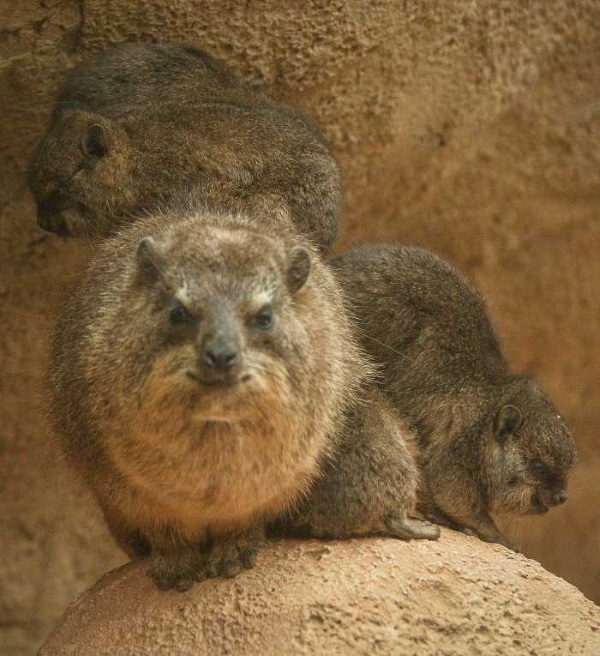rock-hyrax-4