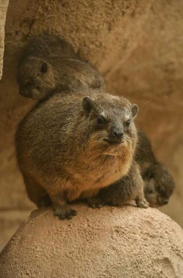 rock-hyrax-5