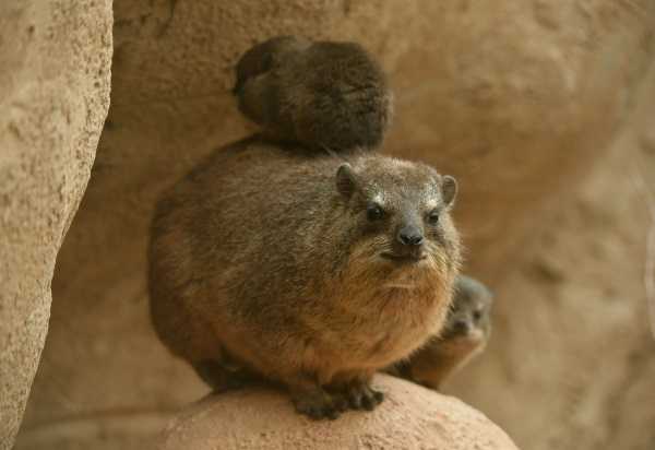 rock-hyrax-6