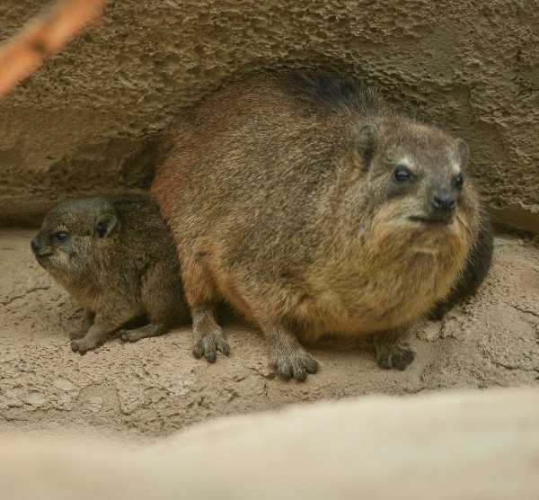 rock-hyrax-7