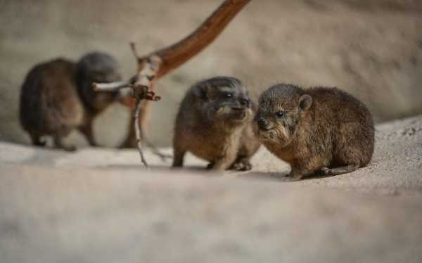 rock-hyrax-9