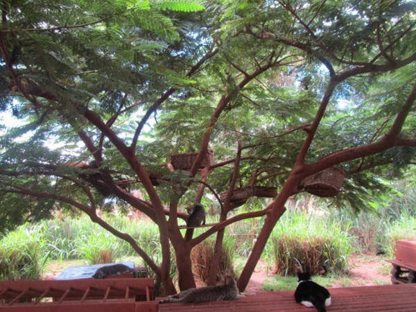 Lanai-Cat-Sanctuary-11