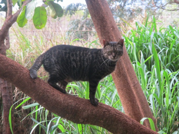 Lanai-Cat-Sanctuary-12