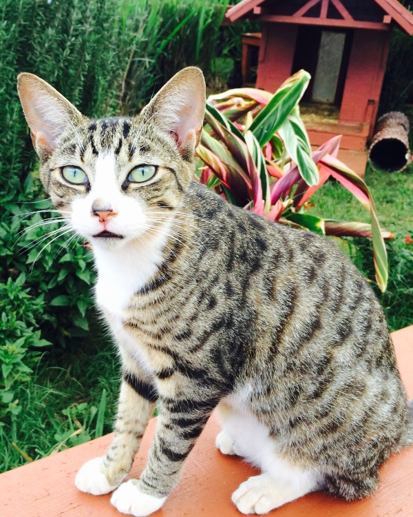 Lanai-Cat-Sanctuary-3