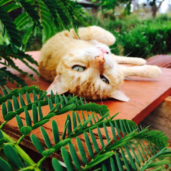 Lanai-Cat-Sanctuary-4