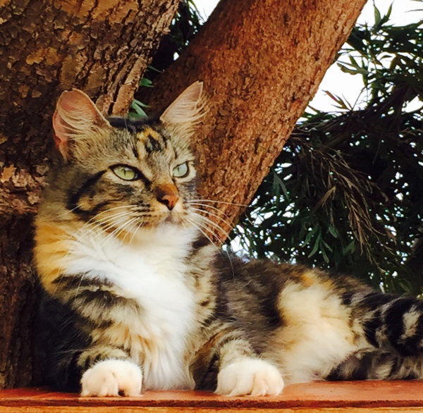 Lanai-Cat-Sanctuary-5