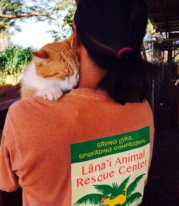 Lanai-Cat-Sanctuary-6