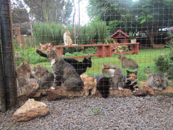 Lanai-Cat-Sanctuary-8