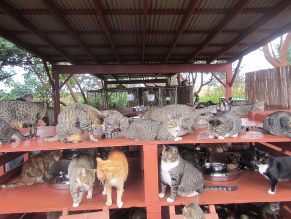 Lanai-Cat-Sanctuary-9