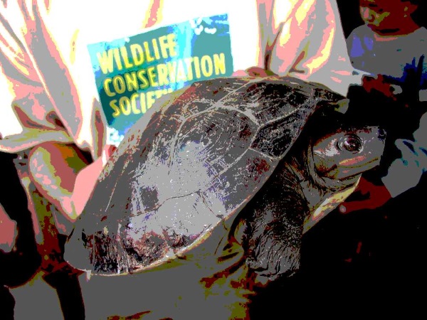 WCS-wildlife-fashionista-0