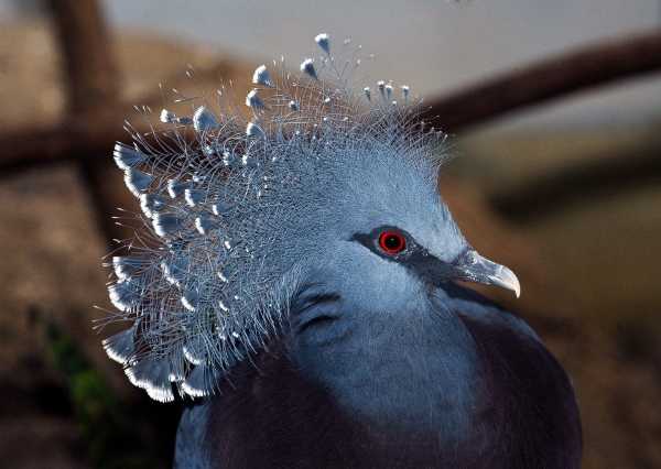 WCS-wildlife-fashionista-1