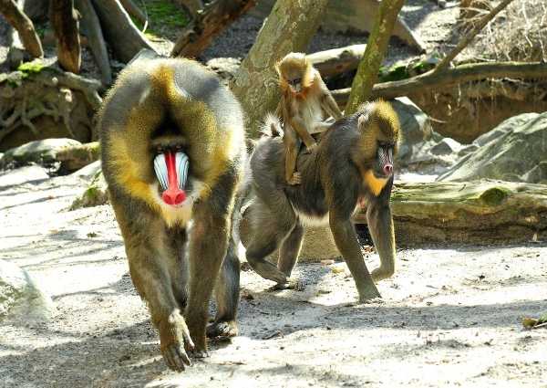 WCS-wildlife-fashionista-2