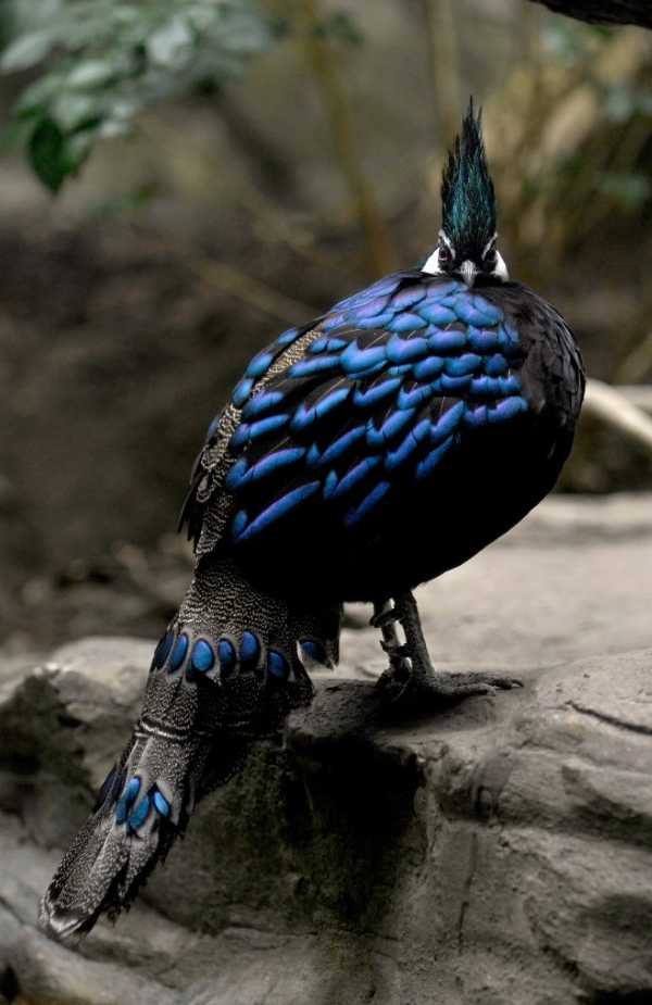 WCS-wildlife-fashionista-3