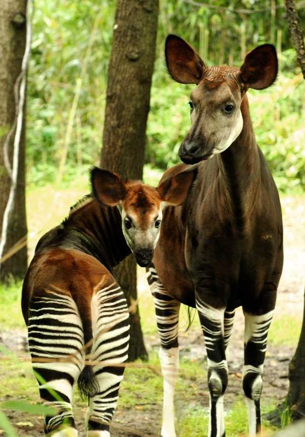 WCS-wildlife-fashionista-4