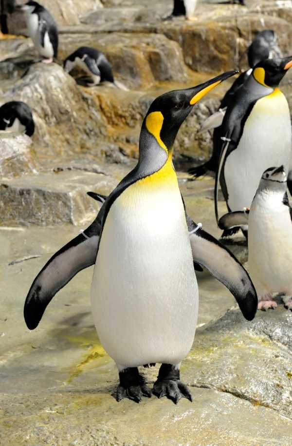 WCS-wildlife-fashionista-9