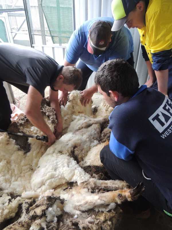 chris-the-sheep-10