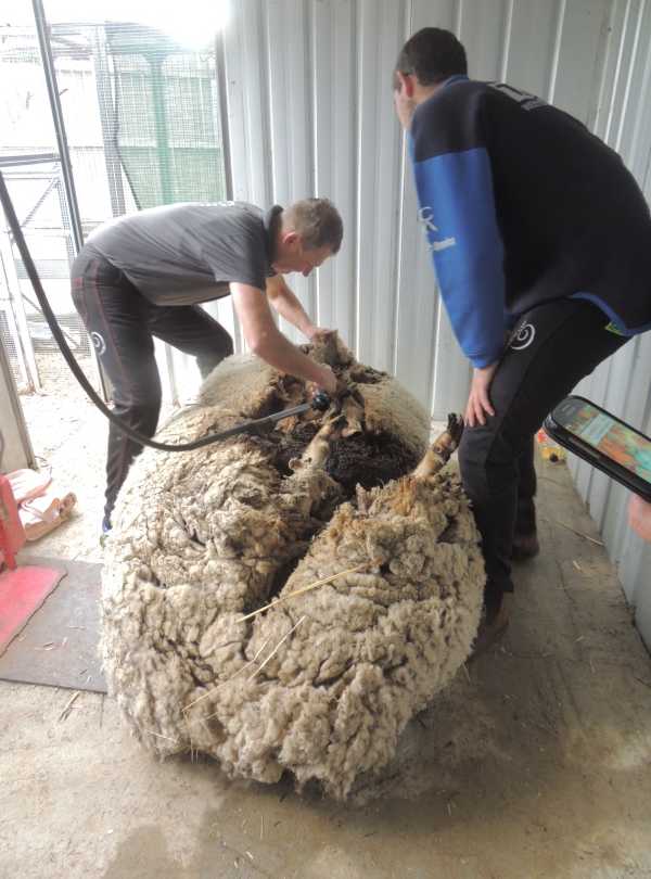 chris-the-sheep-12