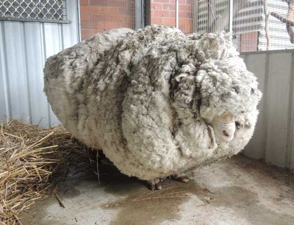 chris-the-sheep-13