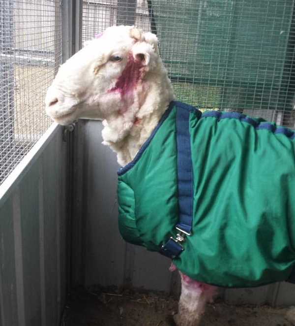 chris-the-sheep-16