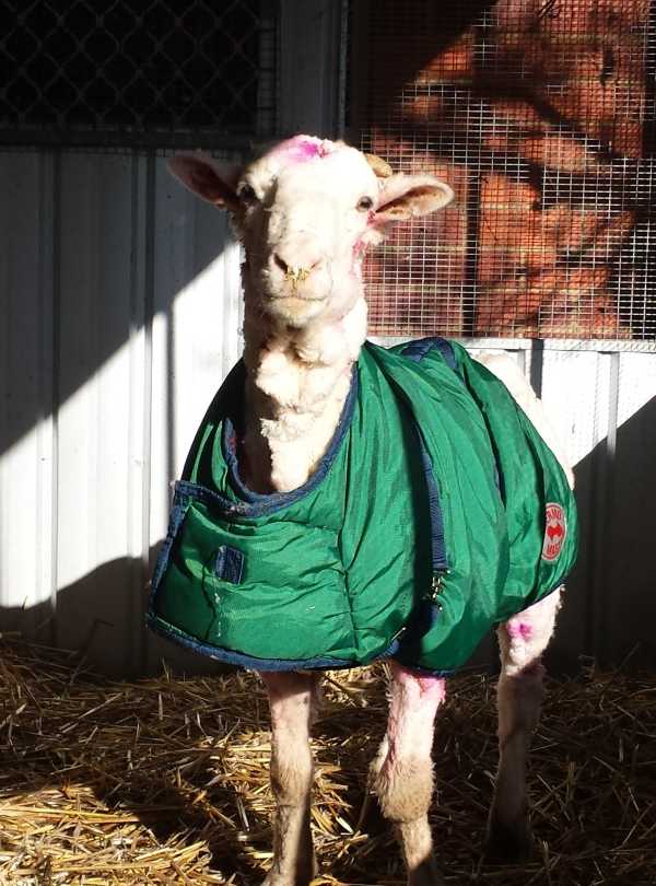chris-the-sheep-17