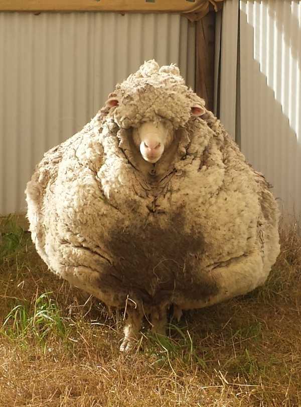 chris-the-sheep-2