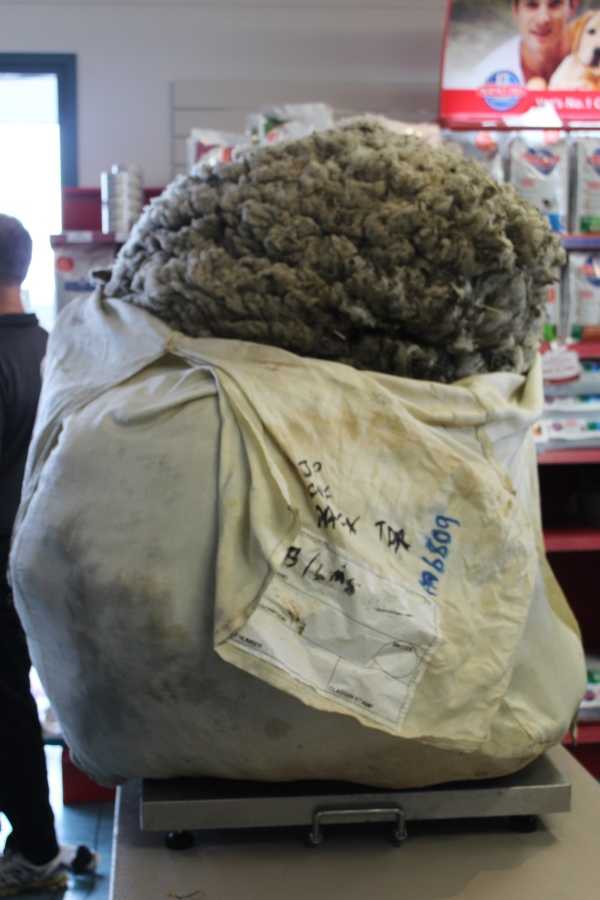 chris-the-sheep-3
